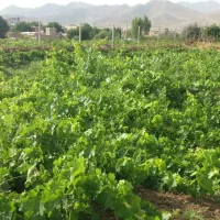 ۷۰۰ متر مربع باغ انگور سیمین زاغه