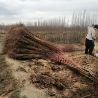نهالستان سبز نهال رشد یوسف جوادی|عمدهفروشی|میاندوآب, |دیوار