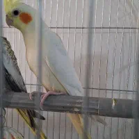 عروس هلندی نر لوتینو