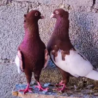 کبوتر سینه ای