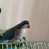 راهب ابی|پرنده|فولادشهر, فولادشهر|دیوار