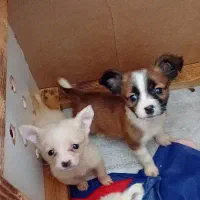 پامر شیواوا