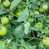 گوجه بریبیو دورنگ درجه یک