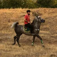 اسب نریون سواری دار|اسب و تجهیزات اسب‌سواری|تهران, حکمت|دیوار