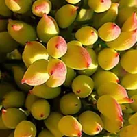 خریدا ر پسته تر وخشک. وهنگلی