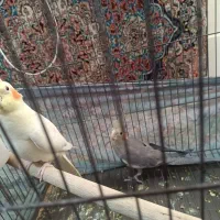 عروس هلندی ۳ ماهه|پرنده|فردوسیه, |دیوار