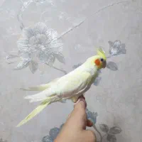 جوجه طوطی عروس هلندی