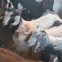 بزغاله 7نر 9ماده|حیوانات مزرعه|مشهد, شهید قربانی|دیوار