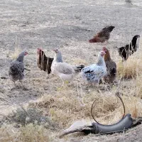 یازده مرغ چاق محلی ، هرکدوم350