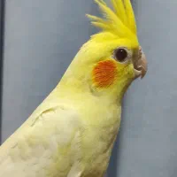 عروس هلندی دستی زعفرانی چشم شرابی