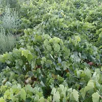 نهال انگور بیدانه سفید