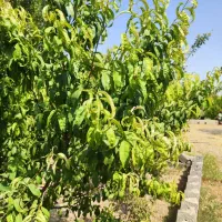 فروش باغچه ۳۰۰ متری/مدارک تکمیل/درختان قدیمی /|فروش زمین و ملک کلنگی|اسلام‌شهر, مطهری|دیوار