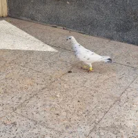 کفتر وپرنده|پرنده|شیراز, شهرک رضوان|دیوار