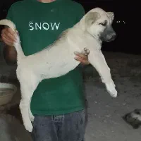 توله سرابی