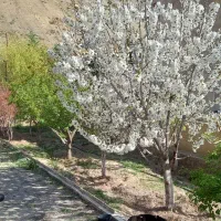 باغ ویلا|فروش خانه و ویلا|فیروزکوه, |دیوار