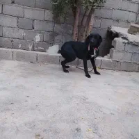 سگ دمبلانی|سگ|کلاله, |دیوار