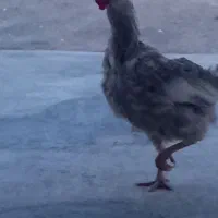 فروش مرغ
