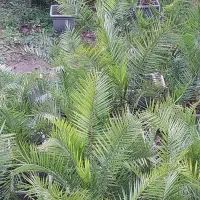 نخل فونیکس ،باباادم،یوکا،سیکاس،|عمده‌فروشی|چابکسر, |دیوار