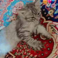 بچه گربه گم شده