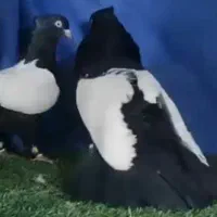 کبوترسینه ای واکسی