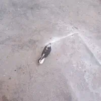 کبوتر|پرنده|باغ ملک, |دیوار