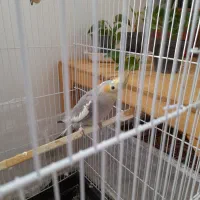 جوجه عروس هلندی