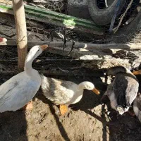 غاز  اردک نیمچه مرغ وخروس