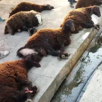 جهت عقیقه نذری خونریزی قربانی گوشتی داشتی