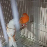 قناری ردفاکتور وموزاییکی|پرنده|مشهد, شهرک لشکر (شهرک غرب)|دیوار