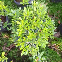 پیتسپروم.پالم.نوئل.یوکا|گل و گیاه طبیعی|کلاچای, |دیوار