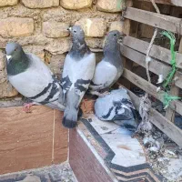 پلاکی|پرنده|خرمشهر, |دیوار