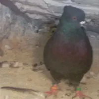 کبوتر سیاه|پرنده|نورآباد, |دیوار