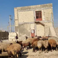 دامداری مخصوص گوسفند ۵۰۰متری|اجارهٔ دفتر صنعتی، کشاورزی، تجاری|اصفهان, قهجاورستان|دیوار