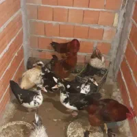 فروش مرغ وخروس محلی سرحال