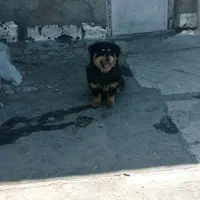 سگ پاکوتاه معاوضه با کفتر