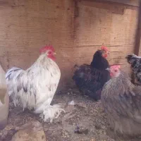 ست کوشین اورجینال وارداتی ومرغ اوکراینی گلباقالی|حیوانات مزرعه|تهران, افسریه جنوبی|دیوار