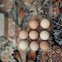 تخم مرغ نطفه دار