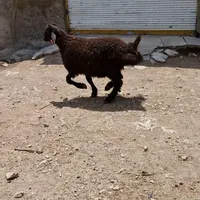 نژاد همو و هترو|حیوانات مزرعه|خرمدره, |دیوار