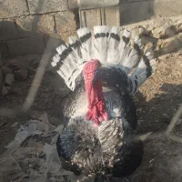 یک عدد بوقلمون به فروش میرسد.|حیوانات مزرعه|شیراز, کیان آباد|دیوار