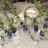 گل کاغذی|گل و گیاه طبیعی|قشم, |دیوار