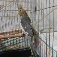 عروس هلندی رام