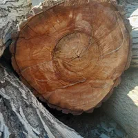 خریدار انواع چوب هیزمی زغالی ریشه درخت
