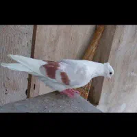 کبوتر نباتی|پرنده|دورود, |دیوار