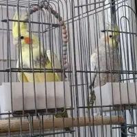 عروس هلندی یک جفت|پرنده|یزد, |دیوار