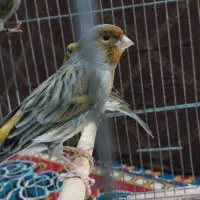 قناری نر مست مست|پرنده|کارون, |دیوار