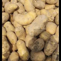 اجاره-انبار-3000تنی-بذرسیب-زمینی-وسیب-زمینی