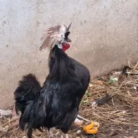 مرغ وخروس لهستانی اصیل