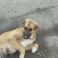 یک سگ ماده دو رگه با هفت تا توله