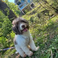 واگذاری رایگان