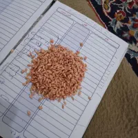 بذر گندم میهن